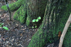 Tilia americana caroliniana