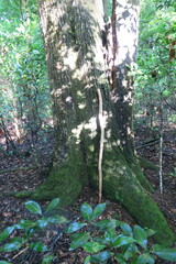 Tilia americana caroliniana