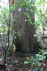 Tilia americana caroliniana