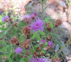 Vernonia texana