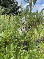 Salix pulchra