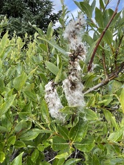 Salix pulchra