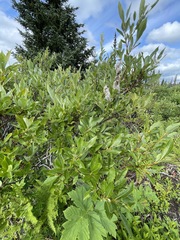 Salix pulchra