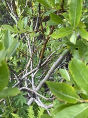 Salix pulchra