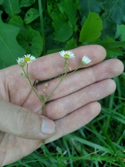 Erigeron strigosus