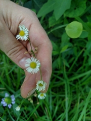 Erigeron strigosus