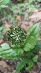 Malaxis histionantha
