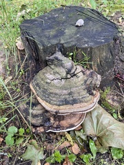 Fungi