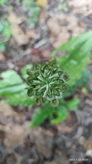Malaxis histionantha