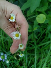 Erigeron strigosus