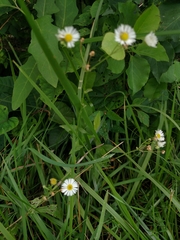 Erigeron strigosus