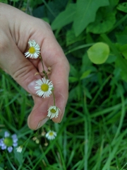 Erigeron strigosus