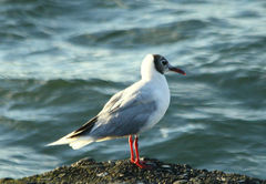 Chroicocephalus maculipennis
