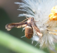 Microsphecia brosiformis