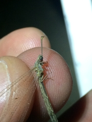 Neuroleon arenarius