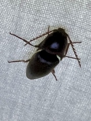 Diplostethus texanus