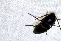 Diplostethus texanus