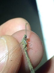 Neuroleon arenarius
