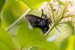 Ctenucha virginica