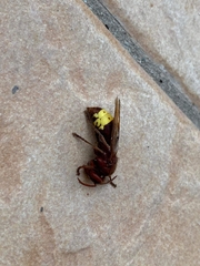 Vespa orientalis