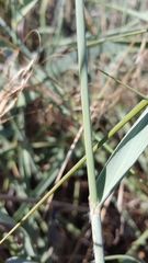 Panicum amarum amarum