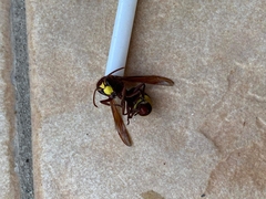 Vespa orientalis