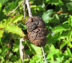 Disholcaspis spongiosa