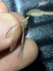 Neuroleon arenarius