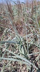 Panicum amarum amarum