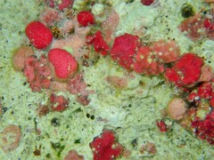 Homotrematidae