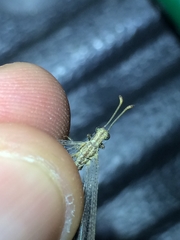 Neuroleon arenarius