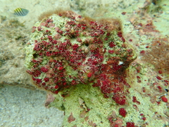 Homotrematidae