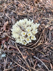 Pityopus californicus