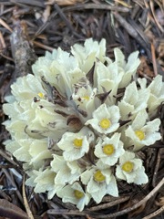 Pityopus californicus