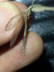 Neuroleon arenarius