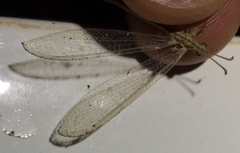 Neuroleon arenarius