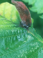 Hormaphis hamamelidis