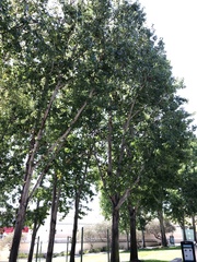 Platanaceae