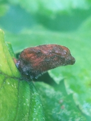 Hormaphis hamamelidis