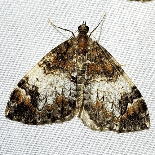 Marbled Carpet Moth photo 5