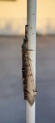 Distoleon tetragrammicus