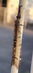 Distoleon tetragrammicus