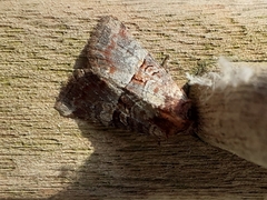 Mesoligia literosa