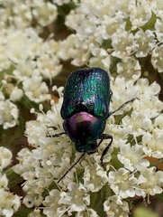 Cryptocephalus hypochaeridis