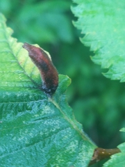 Hormaphis hamamelidis
