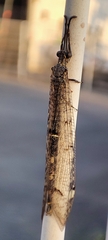 Distoleon tetragrammicus