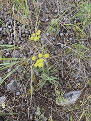 Bupleurum americanum
