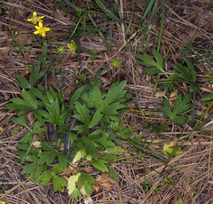 Ranunculus occidentalis occidentalis