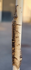 Distoleon tetragrammicus