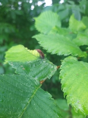 Hormaphis hamamelidis